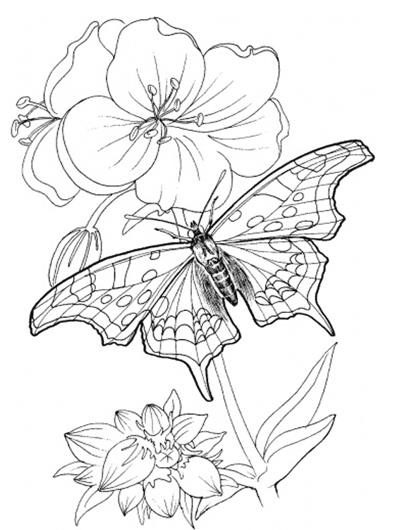 31 Beautiful Butterfly Coloring Pages Printable 23