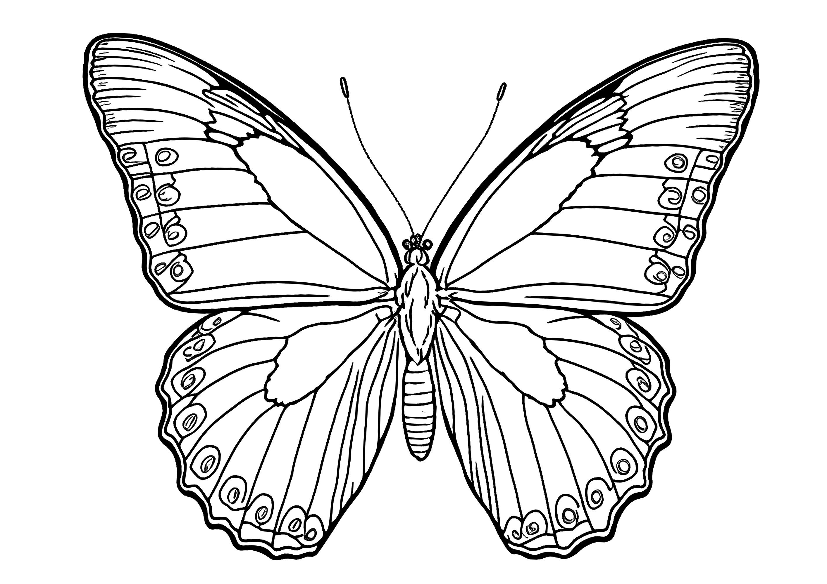 41 Easy Butterfly Coloring Pages for Kids Free Printable 2